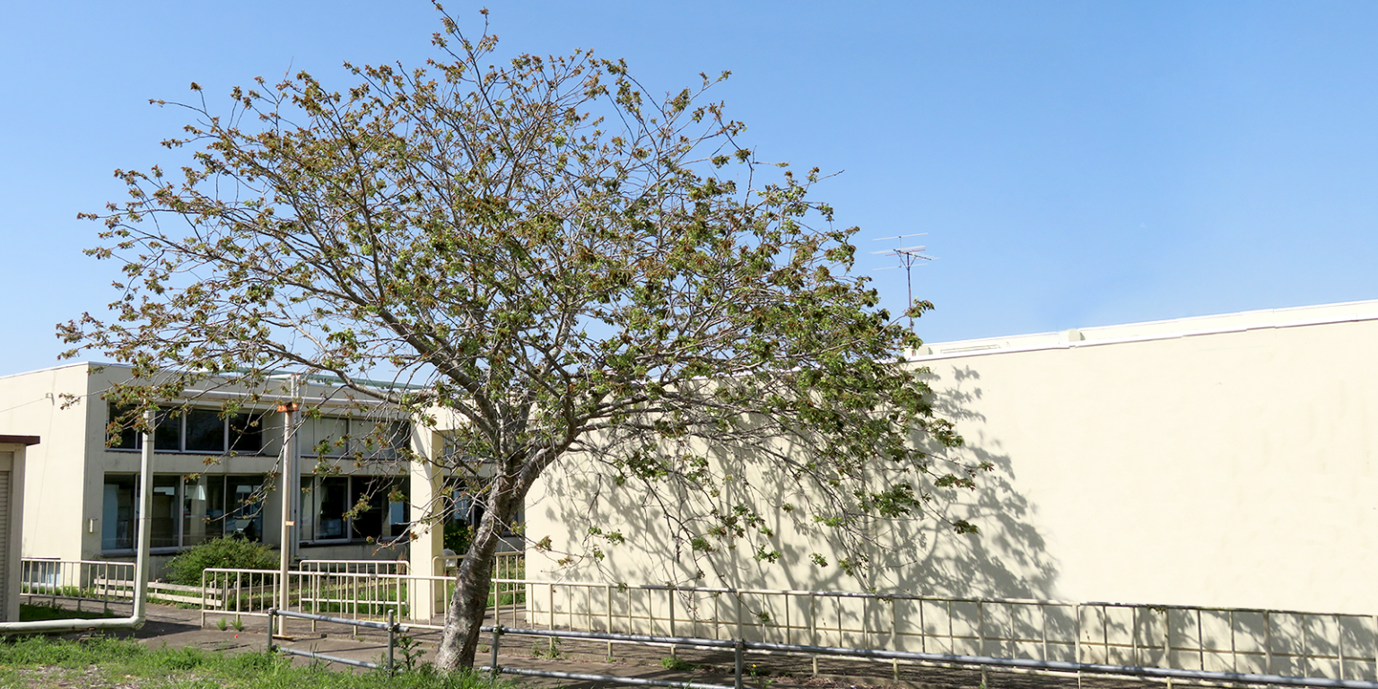 介護施設の外構。大きな樹木と建物の一部が見える外部空間